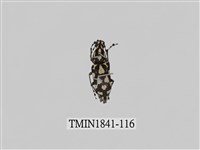 藏品(菲律賓產昆蟲)的圖片